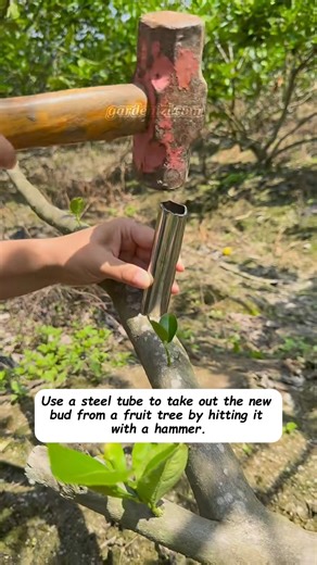 🍏 Want to graft fruit trees easily? Here’s a simple and effective trick! Use a steel pipe to gently remove a new bud, match it perfectly with the bark of another tree, and wrap it tight — it’s that easy! 🌱 This grafting method is simple, safe, and has almost a 100% success rate! 👉 Love easy gardening hacks? Share & follow for more practical tips! 🌸 #GardeningTips #FruitTree #Grafting #PlantCare #GardenHacks #DIYGarden | garden hack