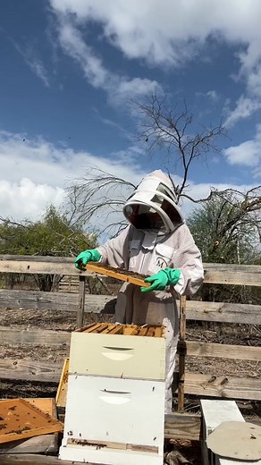 Adventures in bees 🐝 #queenbee #queenspotting #queenbeespotting #bee #bees #beekeepers #beekeeping #beekeepers #savethebees #apiary #farm #farmlife #farmers #homestead #homesteading #homesteadlife