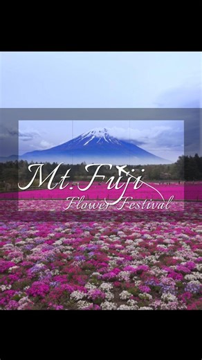 Flower Festival #fuji #japan | Burmese in Japan