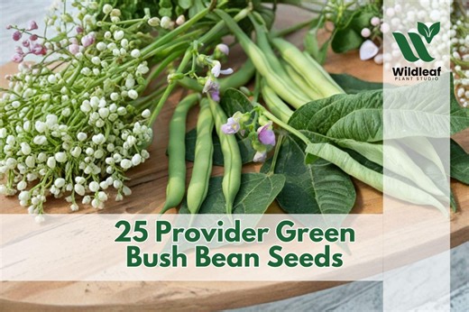 25 Provider Green Bush Bean Seeds for Planting | Phaseolus Vulgaris - Etsy