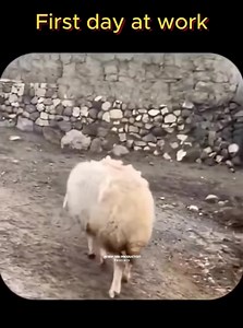 20K views · 286 reactions | Morning walk with sheep's | Avcılar ve Köpekleri - Hasan GÜÇLÜ | Facebook