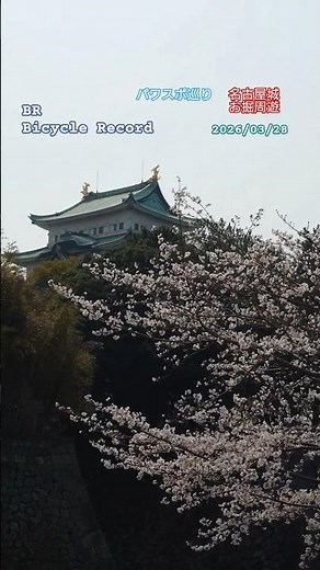[Power Spot Tour] Spring in full bloom! Nagoya Castle moat walk, cherry blossoms fluttering down ...