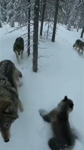 Wolves were seconds away... 🐺❄️