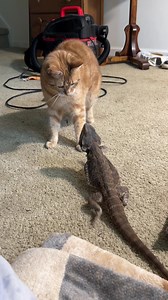 Bowser Chases the Kitty: Bearded Dragon Playtime