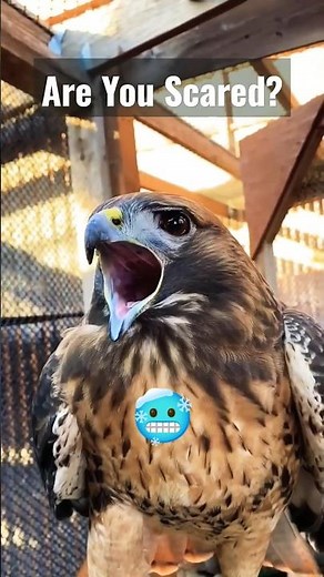 HAWK Scream To Scare Birds 🥶🔥 #falcon #hawk #eagle #scream #scary