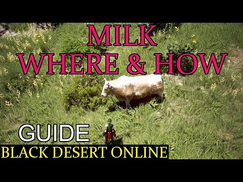 BDO - Milk: where and how (Guide for Black Desert Online)