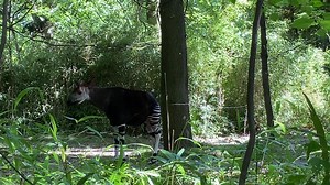 8.3K views · 736 reactions | In the wild, the incredibly shy okapi is...
