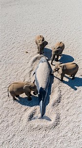 895K views · 10K reactions | Elephants Unite To Rescue A Stranded Whale! #rescue #animals #wildlife | Vu Studios | Facebook