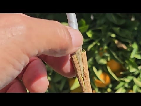 How to graft a Pomegranate. The making of a Franken Pomegranate.