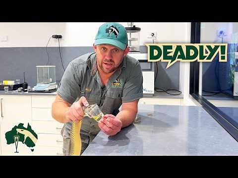 Most FASCINATING King Brown Snake Facts! | Venom Diaries