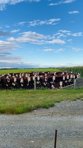 Hereford #hereford #cow #nzfarming | Kapangarap vlog New Zealand