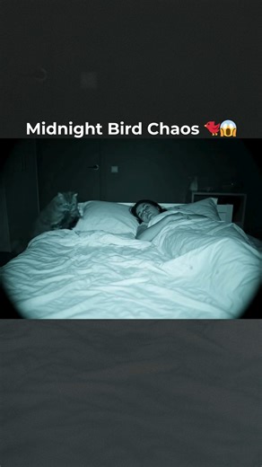 Cat Drops Bird on Sleeping Woman’s Bed – Real Night Vision Camera #shorts