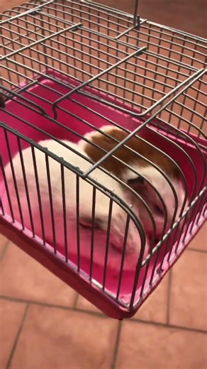 Cứu bé đi #thucung #pets