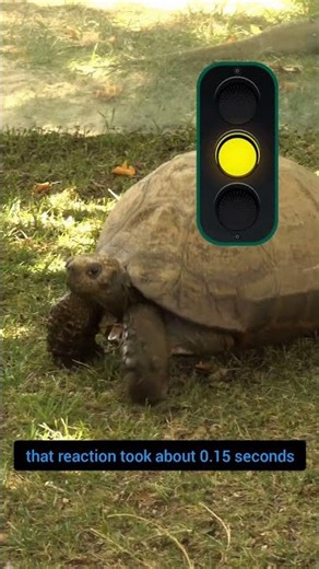 “Reflex in Action: Your Body Reacts Faster Than You Think!”