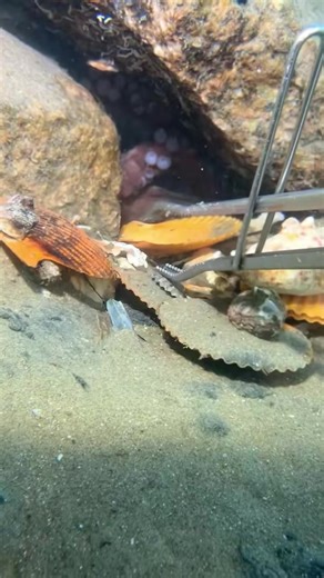 Octopus： This claw belongs to me! The sea cucumber and crab are stunning #diving #catchingfish #crab #catchthesea #seadiving #oceanlife #underwater | Dive with me