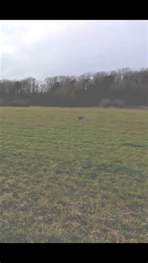 Envol d’un rapace probable buse variable filmé sur le vif