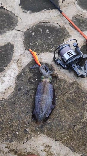 Mancing ikan di tubiran karang!! @seaandkings.indonesia #mancing #mancingmania #bolang