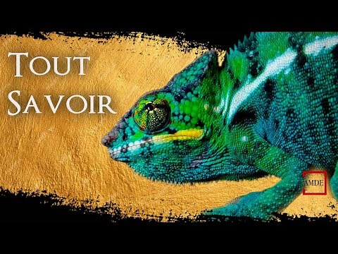 CAMELEON PANTHERE : TOUT SAVOIR - (Documentaire Animalier)