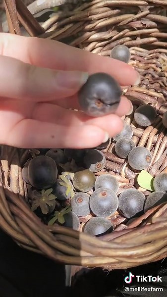 Mellifex Farm on TikTok