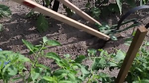 We make tools that help you grow your own food. Our Wheel Hoes and Garden Seeders are USA MADE and the quality is second-to-none. Enjoy our videos and check out all of our products at https://hosstools.com/. | Hoss