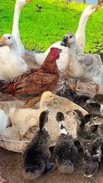 Raising Baby Ducks With Baby Geese Part 01. #farmlife #duck #geese #whattheduck #babyduck