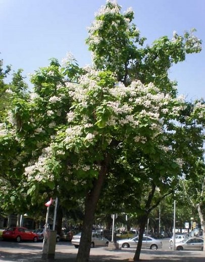 ÁRBOL CATALPA: CARACTERÍSTICAS, CUIDADOS, Y MUCHO MÁS