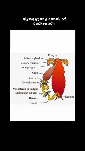 morphology and anatomy of cockroach- class 11th biology NCERT