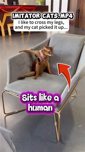 Imitator cats! #petvideos #funnypets #pets #funny #cat