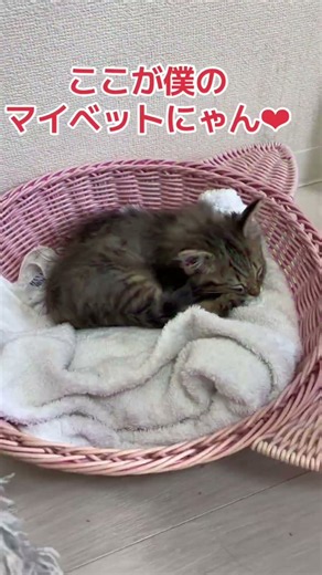 子猫のチビ助❤︎保護から１８日！新しいベットがお気に入りに #子ネコ #猫のいる暮らし