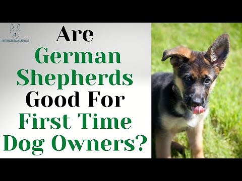 Are German Shepherds Good For First Time Dog Owners?