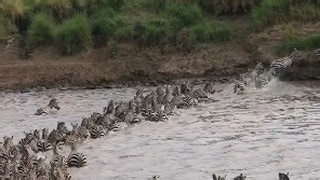 ZEBRA CROSSINGS This Zebra Crossing was Recently Sighted in Masai Mara. The wildebeest migration is now in full throttle and coming in full force. Expect more interesting sightings this week. Sighting by Tirason Maurice Tira on the 7th July 2024. Book your Wildebeest Migration Safari with us- Call/ Whatsapp us 254 780997742 for Bookings bookings@elegantholidaytours.co.ke bookings@masaimaranationalreserve.co.ke www.masaimaranationalreserve.co.ke #WildebeestTracker #WildebeestSighting #Wildebeest