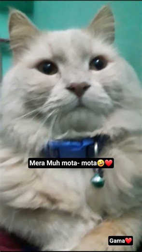 Log menu kehde hai😭🤣❤ #cat #funny #catlove #cute #viral #pets #memes #meow #aww #love #kitten #funny
