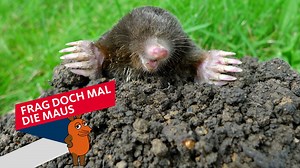 Warum heißt der Maulwurf so?