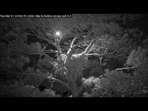 Kisatchie National Forest E-3 Canopy Cam, Alex II and Andria III.