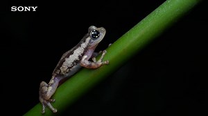 Learn the essentials of camera setup required for Macro Photography in Episode 4 of Alpha Classroom. The idea behind a macro shot is to give viewers a great sense of detail. Your mentor Sebinster Francis shares some tips to help you build the foundation of your macro photography journey. Don't miss out on this comprehensive guide, watch the full episode by clicking here: https://shorturl.at/ItOG6 #LearnWithSony #CreateWithSony | Sony India