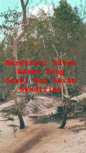 Sendirian Menyusuri Hutan Bakau Yang Sunyi Dan Suasana Seram