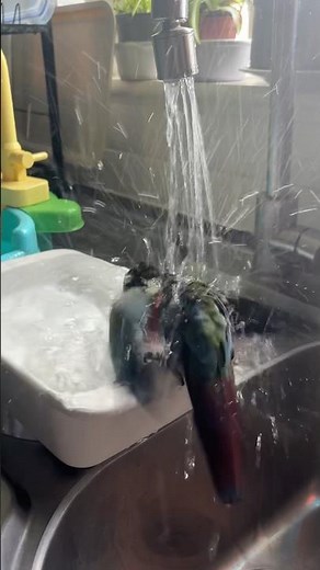Crimson Bellied Conure Bath Time Splash Zone #parrots #crimsonbelliedconure #conure | BirdNerdSophie
