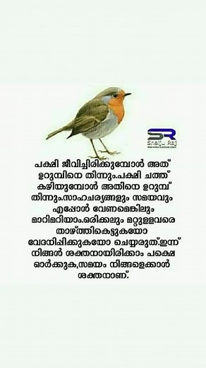 Discover the Beautiful Robin Bird in Stunning Detail