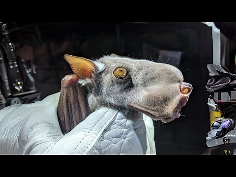 Hammer-Headed Bat 🦇 Does This Creature Exist?