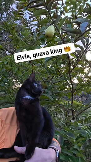 Elvis Westley on Instagram: "Elvis is helping pick some guavas ❤️ This tree has been producing all year If you're new here: Elvis is shaking because he was born with Cerebellar Hypoplasia aka Wobbly Cat syndrome. He can walk and run, but he enjoys being held and visiting the outside world in my arms 🐦 #cat #elviswestley #cerebellarhypoplasia #nature"