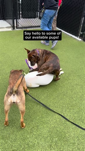8.4K views · 321 reactions | It’s a lovely day to bring home a furry friend! We have lots of sweet dogs and puppies available!  Why not come see us this weekend and find your new bestie? Keep your eyes on our website to see who’s available!  | Seattle Humane | Facebook