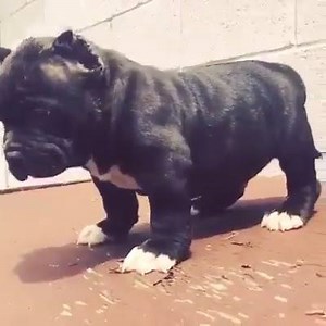 I want this soo bad | Daily Warriors