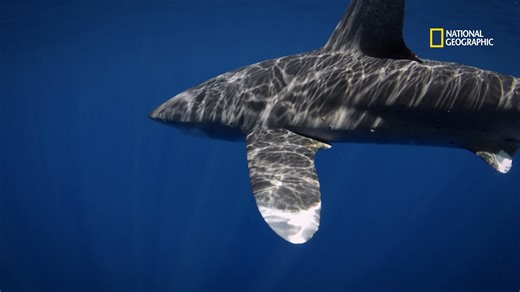 À quelques mètres du rivage, une chute importante du plancher océanique fait remonter les eaux froides. Riches en nutriments, elles sont très prisées des prédateurs. | National Geographic