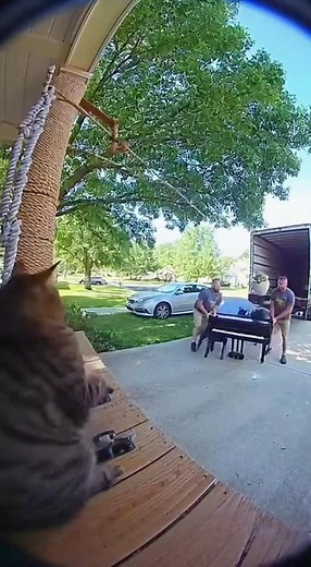 64K views · 239 reactions | Smart Cat Builds a Booby Trap — Destroys $45,000 Piano in 10 Seconds  #FunnyCat #CatFails #SmartCat #CaughtOnCamera #DoorbellCam #ViralVideo #EpicFail #CatPrank #HomeSecurityFootage #RingCamera #AnimalComedy #GeniusCat #MiloTheCat #ViralMoment #FacebookReels #CatEngineers #PianoFail #CatChaos #Unbelievable #TrendingNow | Cat lovers | Facebook