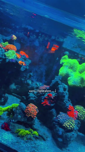 We call it reef therapy 🙃 #saltwateraquarium #reeftank #clownfish #petsoftiktok #reeftherapy #fishtok #coral #fyp #palmettoreefer