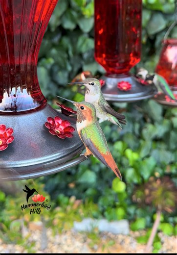 Enjoying Sweet Sips: The Magic of Hummingbirds