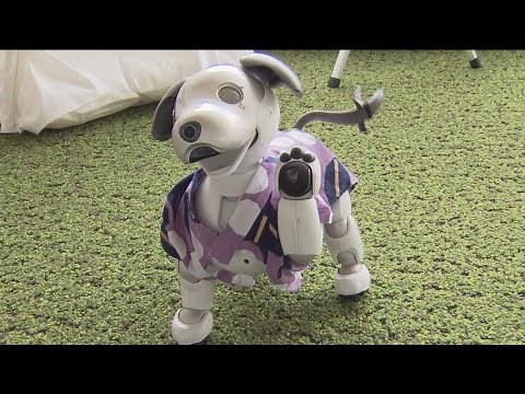 宿泊客を出迎えるのは犬型ロボット「aibo」 全国で唯一の生産工場がある幸田町の旅館が客室をリニューアル 室内には犬小屋をモチーフにした充電スペースも 愛知