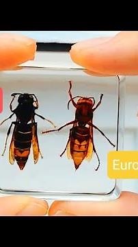 Asian hornet vs European Hornet (differences)
