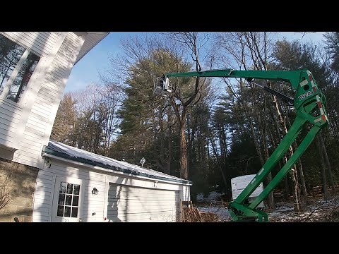 Removing a 50 FOOT TREE from our yard!