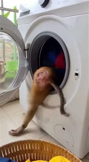 🐒 Monkey vs Washing Machine – Hilarious Chaos! 😂